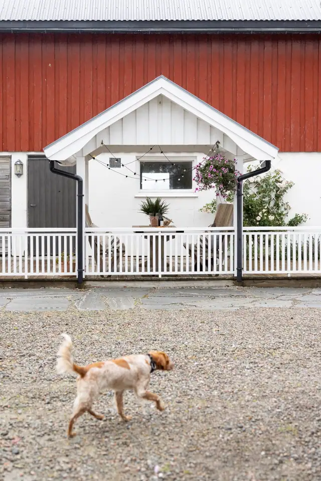 Er det ikke hønene, så er det hunden man møter på ute på tunet.